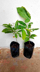 ต้นลำไยคริสตัล แบบเพาะเมล็ด