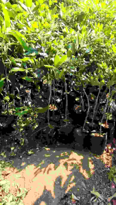 Bibit Kelengkeng Pimpong Ping pong 1 Meter