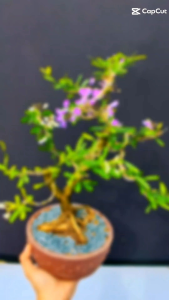 Special variety&Double color Bluebell Bonsai Plant双色凌珊盆栽
