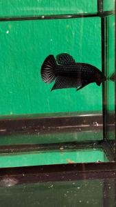 Wild betta mahachai silver hibrid male...ikan laga
