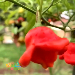 8 BUTIR BIJI/BENIH TANAMAN CABE LONCENG | BISHOP CROWN PEPPER