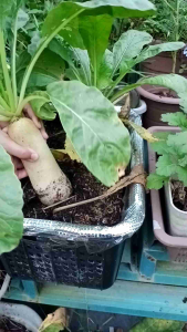 Tanah campuran baja tahi kambing