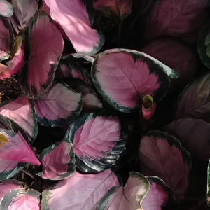 PRODAK ORIGINAL Calathea Crimson - Calathea Crimson