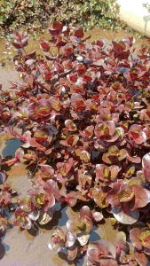 Rotala Macranda Red Emersed: Tanaman Aquascape Hiasan Akuatik