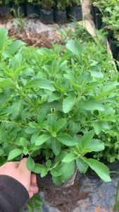 ต้นหญ้าหวานพร้อมปลูก3ต้น100บาท