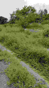 ห่วง ทำครุนนกเขา (ครืน) 1 ถุง 30ตัว