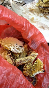 madu hutan asli
