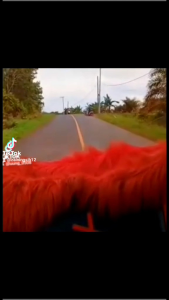 Knalpot Mobil Variasi Guk Guk: Desain Unik & Suara Khas