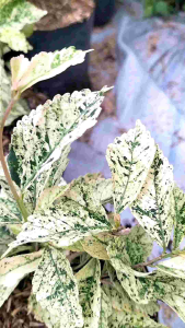 Variegated Watermelon Begonia