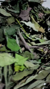 Jual benalu cengkeh 250 gram