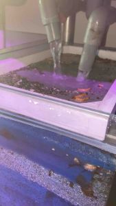 Khay tách phân thô hồ cá cao 35cm. chất liệu khung nhựa lưới inox304 Thiết Bị Lọc Nước Hồ Cá Cao 35Cm Sản Phẩm Hồ Cá Cá Cảnh Chất Lượng Cao - Lazada