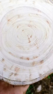 เขียงไม้ข่อยแท้ขนาด6-7นิ้ว สินค้าราคาพิเศษ Early Bird 1 เขียง 69 บาท.