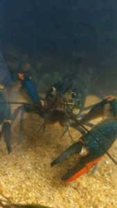 Freshwater Redclaw Lobster/Cherax Quadricarinatus/Ornamental fish/Freshwater/Readystock