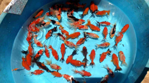 ikan koki size 5 cm isi 10 ekor