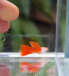 Albino Silverado Red Tail guppy fish pure strain (1 pair)艾尔银红尾白子 ships in a polystyrene foam box