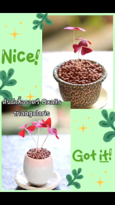 ผีเสื้อราตรี หรือ ปีกผีเสื้อOxalis purpurea