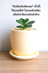 ต้นช้อนเงินช้อนทอง 🌿 🌿สีเขียวสดใส 🌳ช่วยเสริมบารมี 🔍ช่วยเสริมดวง 💆♀️ดึงดูดทรัพย์ (1ต้น/1แพ็ก)