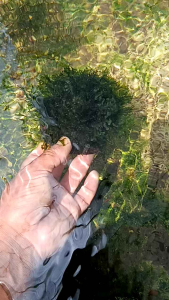 moss peliya ager mediya batok kelapa kaka tanaman aquscape