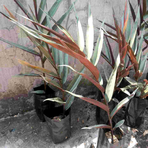 Jahe Hitam Wulung: Tanaman Herbal Tinggi 20cm