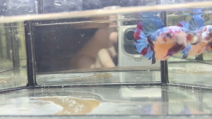 CANDY MULTICOLOUR BETTA 1