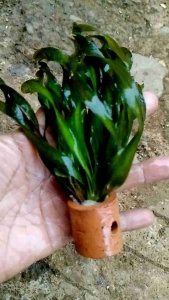 Valesneria Spiralis: Tanaman Air Aquascape Untuk Hiasan Aquarium