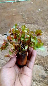 ludwegia Atlantis tanaman air aquascape hiasan aquarium kebutuhan akuarium per pot