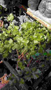 3+1 Premium Red Cardinal Grape live plants Cuttings with Guide  High-Quality Plant Propagation