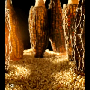 【YSYherbal】羊肚菌 4-9cm 10g/4颗-5颗 Morels Mushroom 10g