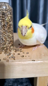 เมล็ดฮวยมั้ว เกรดA เมล็ดกลางพอดี สะอาดสดใหม่ เหมาะสำหรับให้รางวัลเด็กๆ