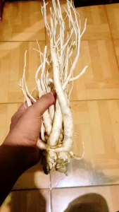 Manfaat Ginseng Merah Korea Selatan