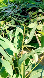 1KG LÁ CÂY KHUYNH DIỆP TƯƠI/LÁ BẠCH ĐÀN TƯƠI