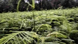 ชะอม พันธุ์ปราจีนบุรี 20 กิ่ง 350 บาทพร้อมส่ง