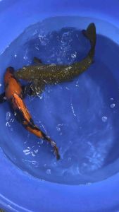 Japan Hi Utsuri & Ginrin Chagoi 40-45cm from Marusei Farm  RM1500 per koi + shipping RM60