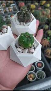 Promo kaktus hidup Pot Hexa shape bikin sejuk mata