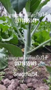 เมล็ดคะน้าฮ่องกงจัมโบ้ ต้นใหญ่ ใหญ่ประมาณ2000-3000เมล็ด คะน้าเห็ดหอมโปรโมชั่น3แถมฟรี 1