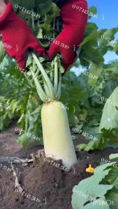 เมล็ดพันธุ์ หัวใหญ่ผักกาดหัว ไดคอนญี่ปุ่นบรรจุ 300-500เมล็ด