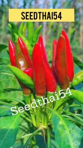 พริกช่อจีน สายพันธุ์ใหม่ พริกช่อหัวกระสุนดกพิเศษ สายพันธุ์ OP จำนวน 350เมล็ด ระดับความเผ็ด 50000-100000SHU