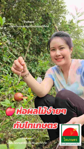 ถุงห่อฝรั่ง ถุงห่อผลไม้กันแมลง กันแดด ห่อชมพู่ กระท้อน แพค 150-180 ใบ สีขาวขุ่น มีรูระบายน้ำ