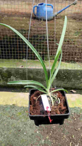 Anggrek Paraphalaenopsis Laycockii disilangkan dengan Vanda Sanderiana kondisi pra remaja