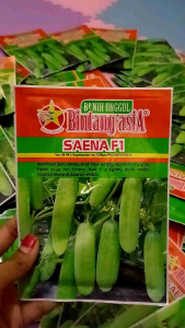 benih bibit timun saena isi 20 gram Bintang Asia