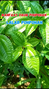 Jual Lalapan Hijau Segar Daun Pohpohan 1=Kg Petik Dadakan Saat Order Masuk Dan Dikirim Hari Itu Juga Agar Terjaga Kesegarannya Stok Ready/Produk Dijamin Asli Sesuai Photo