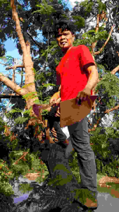 Alat Babat Ilalang Bazza Murni & Alat Tukang Ranting Berkualitas