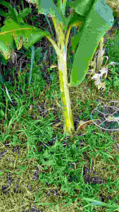 Lồng máy cắt cỏ bảo vệ gốc cây