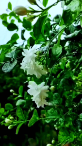 PUPUK BUNGA DAN TANAMAN HIAS / PUPUK PELEBAT BUNGA MELATI / PUPUK BUNGA MELATI / BOSTER BUNGA