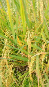 Jual Benih Padi Beras Walen Putih Super Unggul 1kg