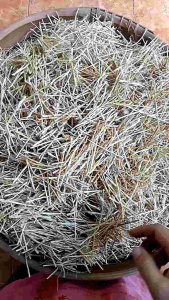 Alang Alang Kering 50 gr: Bahan Alam untuk Eksistensi