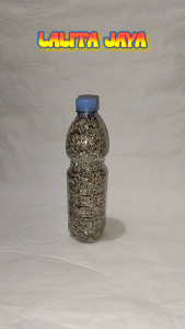 GRIT MERPATI DERUK PUTER ASINAN MERPATI DERUK PUTER KERANG BOTOLAN