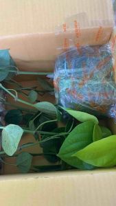 ต้นพริกไทยพันธุ์ซีลอน