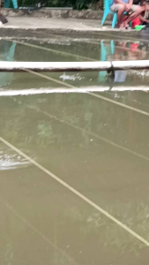 Umpan NS Jagung salmon goceng mancing ikan mas