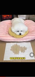狗狗吸尿纸擦狗尿神器宠物尿片清理狗猫咪吸水纸擦尿速干尿布尿垫